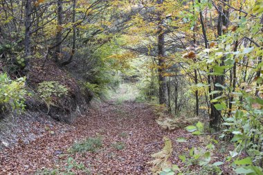 İtalya 'da apennine dağ yolunda kayalar ve meşe yaprakları. Yüksek kalite fotoğraf