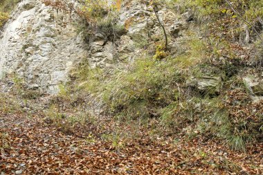 İtalya 'da apennine dağ yolunda kayalar ve meşe yaprakları. Yüksek kalite fotoğraf
