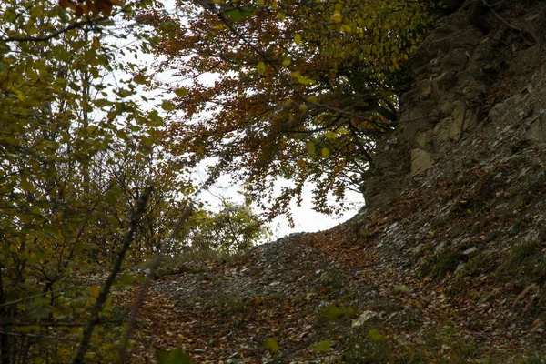 Rocas Hojas Roble Apennine Sendero Montaña Italia Foto Alta Calidad — Foto de Stock