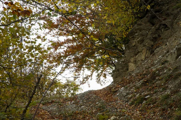 Felsen Und Eichenblätter Apennin Bergweg Italien Hochwertiges Foto — Stockfoto