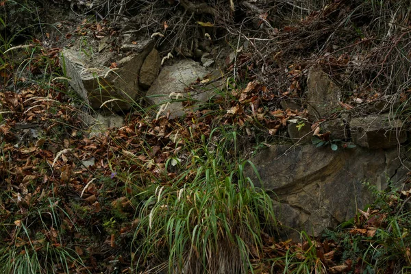 İtalya 'da apennine dağ yolunda kayalar ve meşe yaprakları. Yüksek kalite fotoğraf
