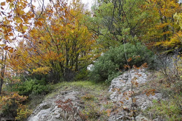 Rocas Hojas Roble Apennine Sendero Montaña Italia Foto Alta Calidad — Foto de Stock