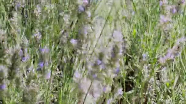Pole Lawendy Kwiaty Dmuchane Przez Wiatr Letni Dzień — Wideo stockowe