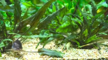 Güzel vahşi Corydoras Akvaryumdaki bronz aeneus tatlı su balığı