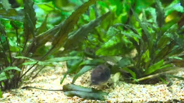 Güzel Vahşi Corydoras Akvaryumdaki Bronz Aeneus Tatlı Balığı — Stok video