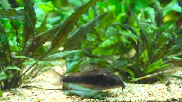 Schöne Wilde Corydoras Corydoras Bronze Aeneus Süßwasserfische Aquarium — Stockvideo