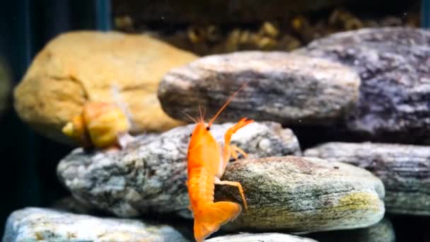 Cambarellus Patzcuarensis Zoetwater Oranje Garnalen Het Aquarium — Stockvideo