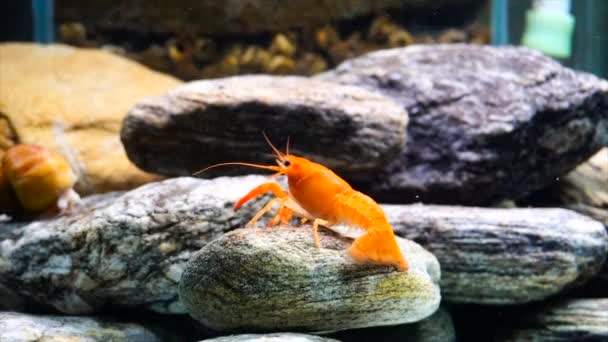 Cambarellus Patzcuarensis Crevettes Orange Eau Douce Dans Aquarium — Video