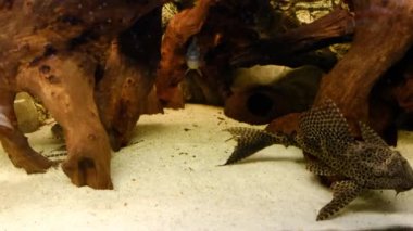 Toplum akvaryumunda plecostomus detayları