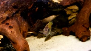 Akvaryumda albino Amatitlania nigrofasciata afrika cichlid