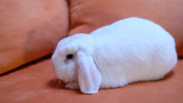 Schöne Weiße Zwergwidder Kaninchen Auf Dem Sofa — Stockvideo