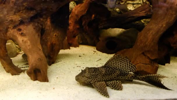 Detail Van Plecostomus Gemeenschapsaquarium — Stockvideo