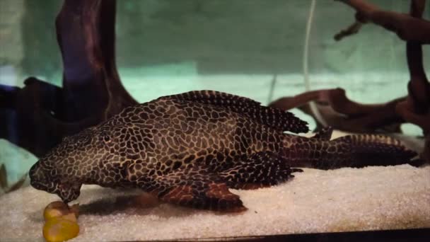 Uppgifter Plecostomus Gemenskapens Akvarium — Stockvideo