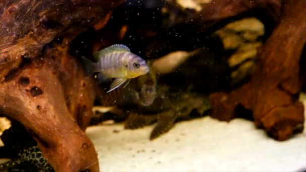 Akvaryumda Albino Amatitlania Nigrofasciata Afrika Cichlid — Stok video