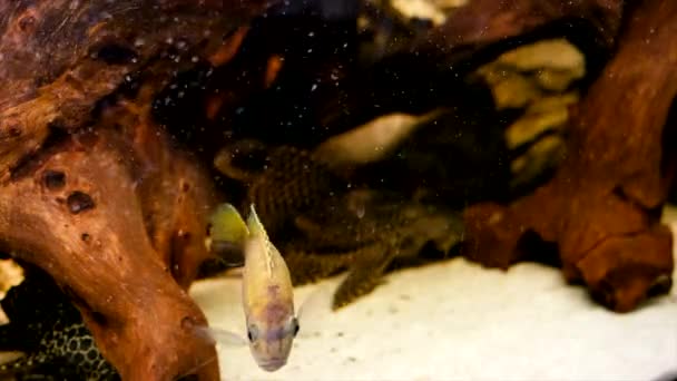 Akvaryumda Albino Amatitlania Nigrofasciata Afrika Cichlid — Stok video