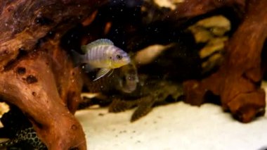 Akvaryumda albino Amatitlania nigrofasciata afrika cichlid