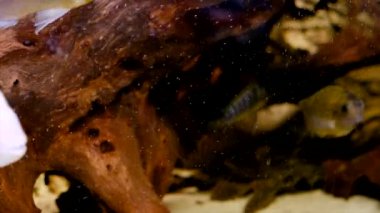 Akvaryumda albino Amatitlania nigrofasciata afrika cichlid