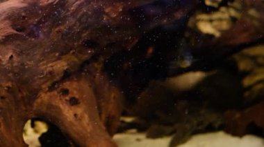 Akvaryumda albino Amatitlania nigrofasciata afrika cichlid