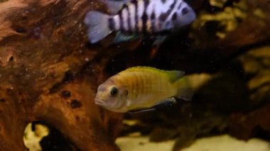 Akvaryumda albino Amatitlania nigrofasciata afrika cichlid