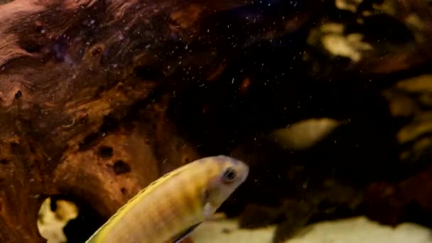 Albino Amatitlania Nigrofasciata Afrikaanse Cichlide Aquarium — Stockvideo