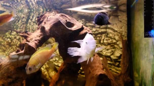 Albino Amatitlania Nigrofasciata Cíclido Africano Acuario — Vídeos de Stock