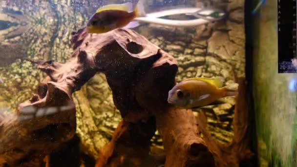 Albino Amatitlania Nigrofasciata Cíclido Africano Acuario — Vídeos de Stock