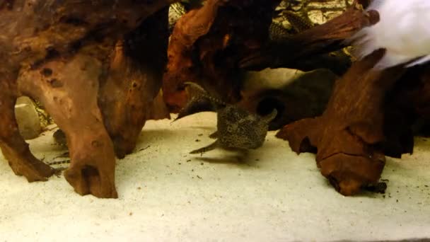 Uppgifter Plecostomus Gemenskapens Akvarium — Stockvideo