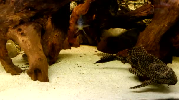 Uppgifter Plecostomus Gemenskapens Akvarium — Stockvideo