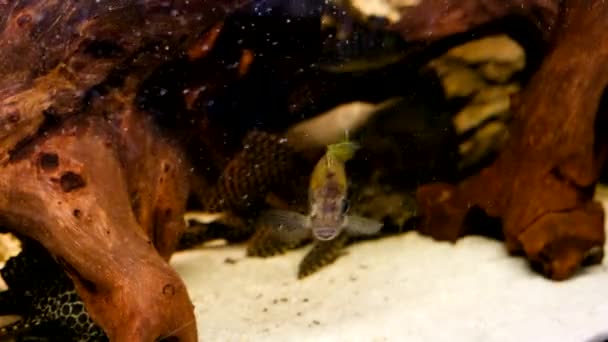 Albinos Amatitlania Nigrofasciata African Cichlid Akwarium — Wideo stockowe