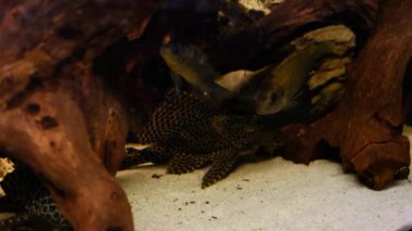 Akvaryumda albino Amatitlania nigrofasciata afrika cichlid