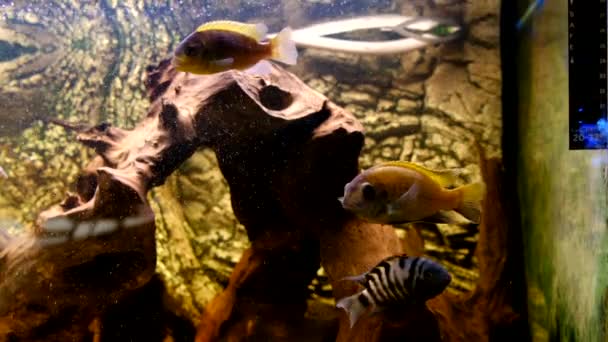 Albino Amatitlania Nigrofasciata Afrikaanse Cichlide Aquarium — Stockvideo