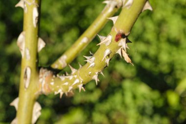 Büyük dikenlerle kaplı gül ağacı dalı. Yüksek kalite fotoğraf