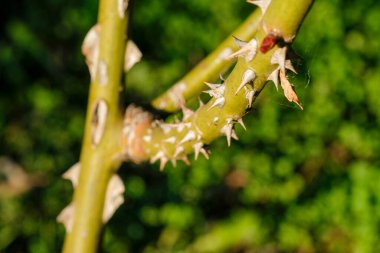 Büyük dikenlerle kaplı gül ağacı dalı. Yüksek kalite fotoğraf