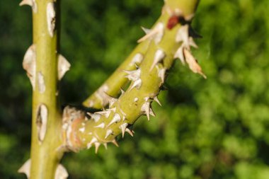 Büyük dikenlerle kaplı gül ağacı dalı. Yüksek kalite fotoğraf