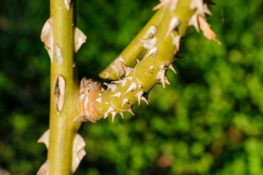 Büyük dikenlerle kaplı gül ağacı dalı. Yüksek kalite fotoğraf