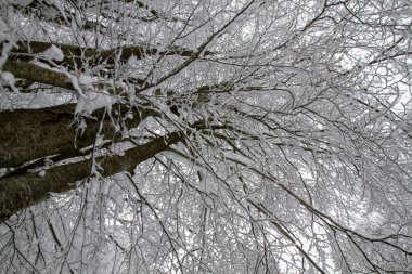 Karla kaplı karlı bir manzara. Kışın İtalyan Apeninlerinde ağaçlarla kaplı. Yüksek kalite fotoğraf