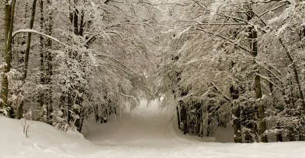 Schneelandschaft Mit Schneebedeckten Bäumen Winter Italienischen Apennin Hochwertiges Foto — Stockfoto