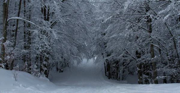 Schneelandschaft Mit Schneebedeckten Bäumen Winter Italienischen Apennin Hochwertiges Foto — Stockfoto