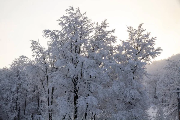 Schneelandschaft Mit Schneebedeckten Bäumen Winter Italienischen Apennin Hochwertiges Foto — Stockfoto