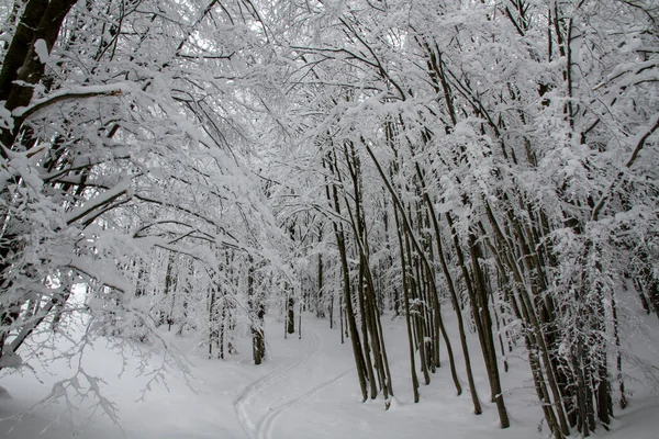 Schneelandschaft Mit Schneebedeckten Bäumen Winter Italienischen Apennin Hochwertiges Foto — Stockfoto