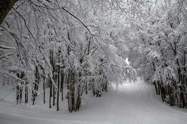 Schneelandschaft Mit Schneebedeckten Bäumen Winter Italienischen Apennin Hochwertiges Foto — Stockfoto