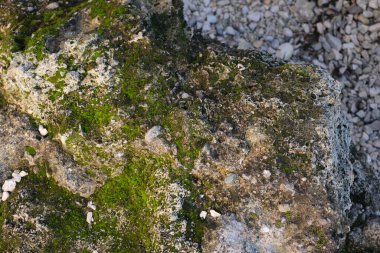 Güneşte kayaların üzerinde yeşil yosun. Yüksek kalite fotoğraf