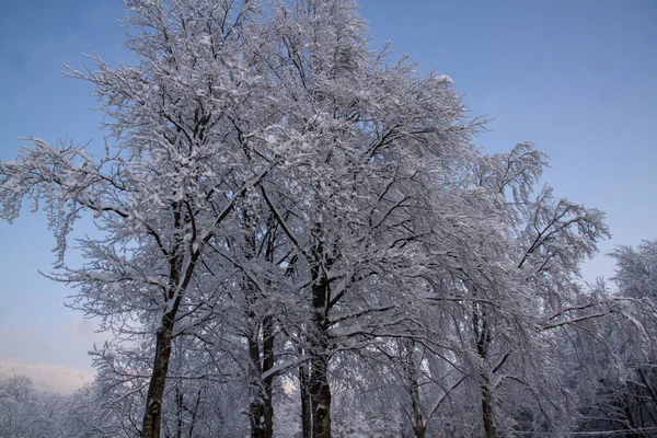 Besneeuwd Landschap Met Besneeuwde Bomen Winter Italiaanse Apennijnen Hoge Kwaliteit — Stockfoto