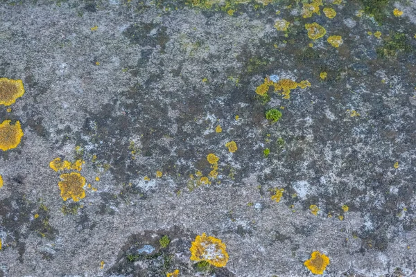 Lichens Verts Jaunes Sur Les Rochers Photo Haute Qualité — Photo