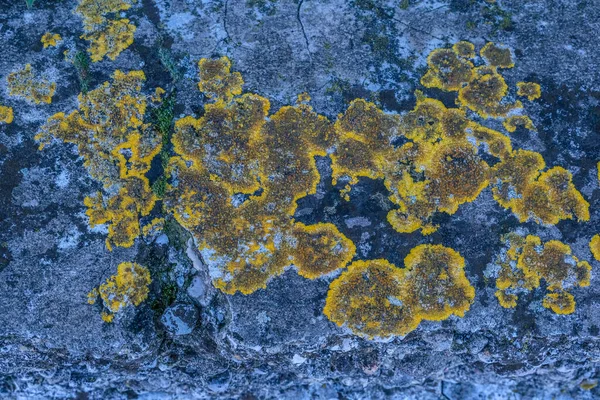 Licheni Verdi Gialli Rocce Foto Alta Qualità — Foto Stock