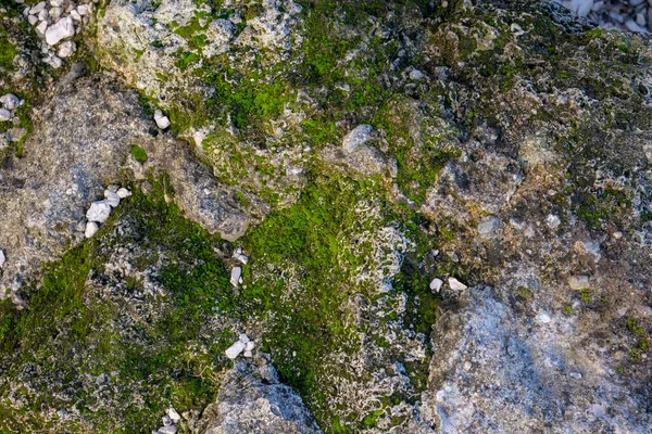 Groen Mos Rotsen Zon Hoge Kwaliteit Foto — Stockfoto