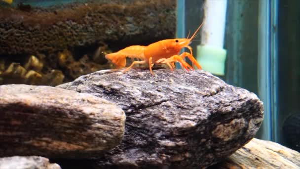 Cambarellus Patzcuarensis Freshwater Orange Shrimp Aquarium — Stock Video