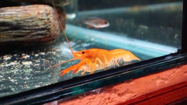 Cambarellus Patzcuarensis Freshwater Orange Shrimp Aquarium — Stock Video