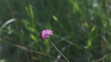 Burnet Kelebek Böceği İtalya 'daki tarlada pembe çiçek üzerinde
