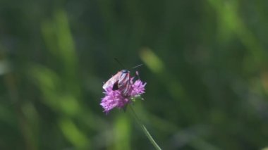 Burnet Kelebek Böceği İtalya 'daki tarlada pembe çiçek üzerinde